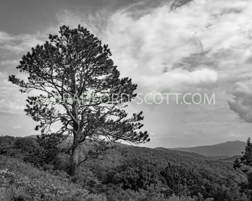 Lone Blue Ridge Tree