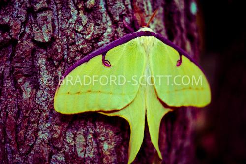 Luna Moth