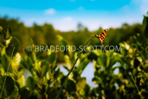 Lake Michael Dragonfly