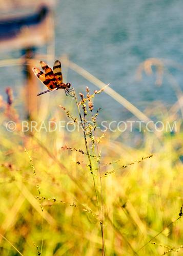 Dragonfly