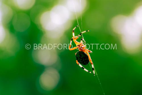 Orbweaver