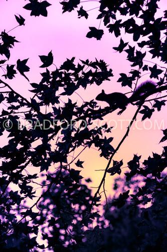 Sunset Squirrel