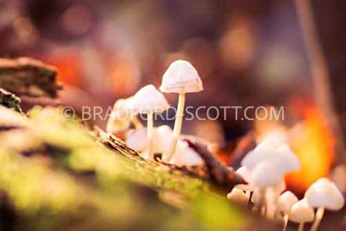 Psathyrella