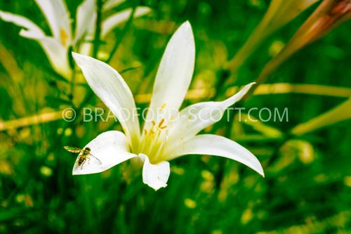 Hover Fly on Flower