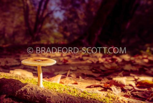 Parasola Mushroom