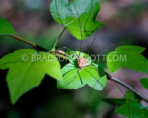 Harvestman
