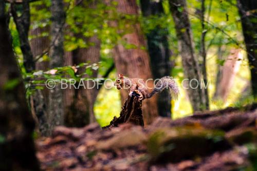 Squirrel with Nut