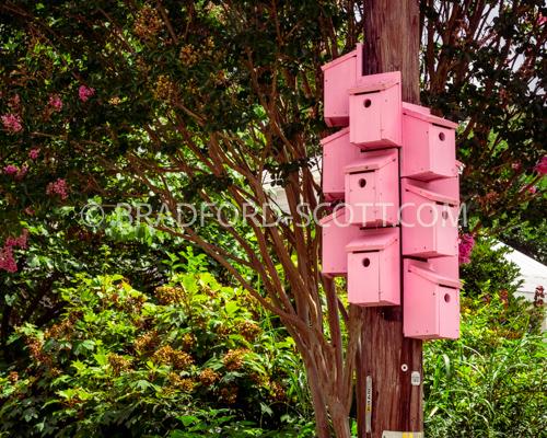 Pink Bird Condos