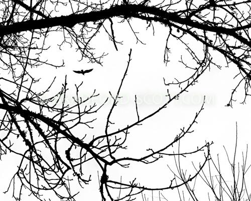 Winter Bird