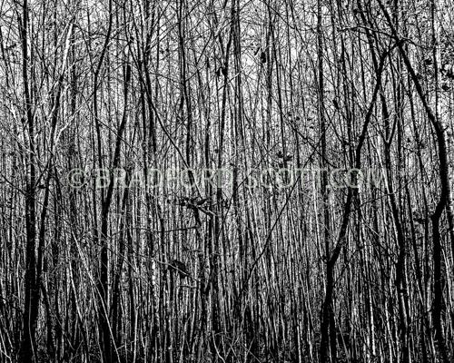 Impassable Forest