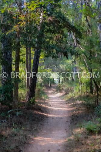 Nags Head Wood